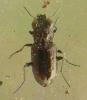Notiophilus quadripunctatus